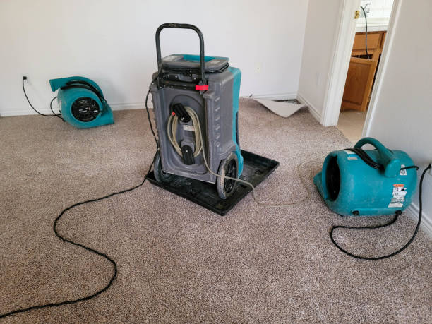 Best Mold removal after water damage  in Elverta, CA