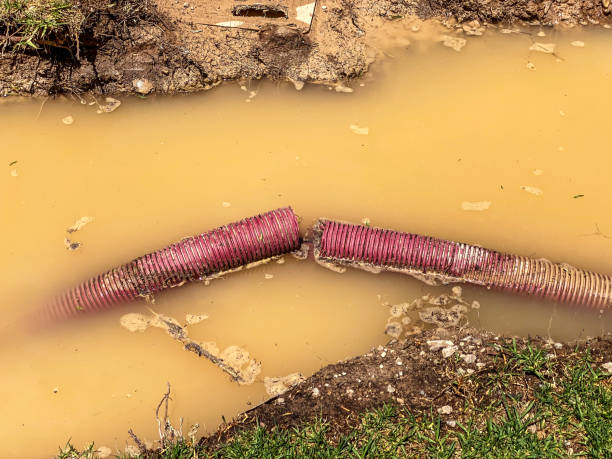 Best Flood damage cleanup  in Elverta, CA